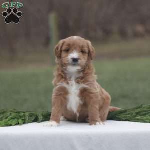 Frosty, Goldendoodle Puppy